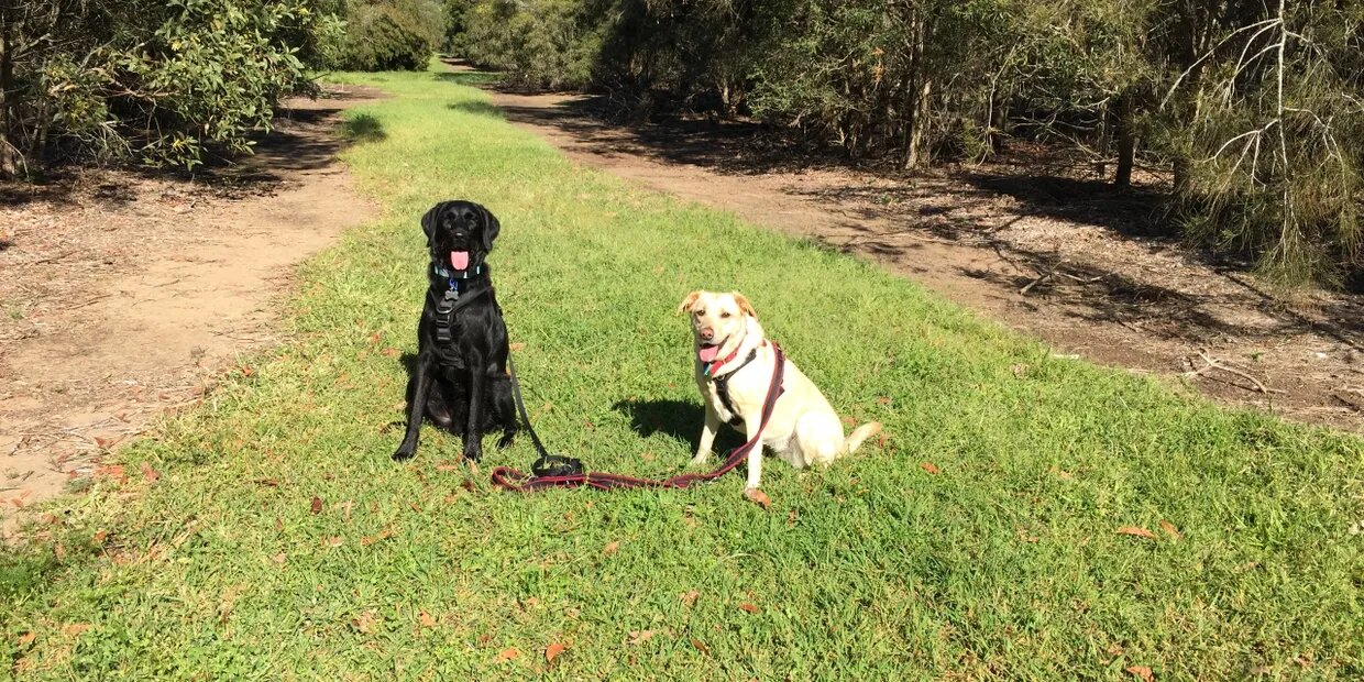 Two Dogs Standing Together.
